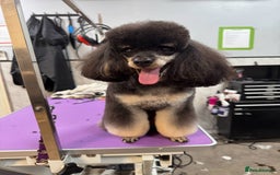 Miniature Poodle dogs for sale: Home Bred pups, extensively Health tested - Image 17