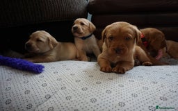 Labrador Retriever dogs for sale: READY NOW Stunning Fox red Labrador puppies - Advert 1