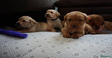 Labrador Retriever dogs READY NOW Stunning Fox red Labrador puppies - Advert 11
