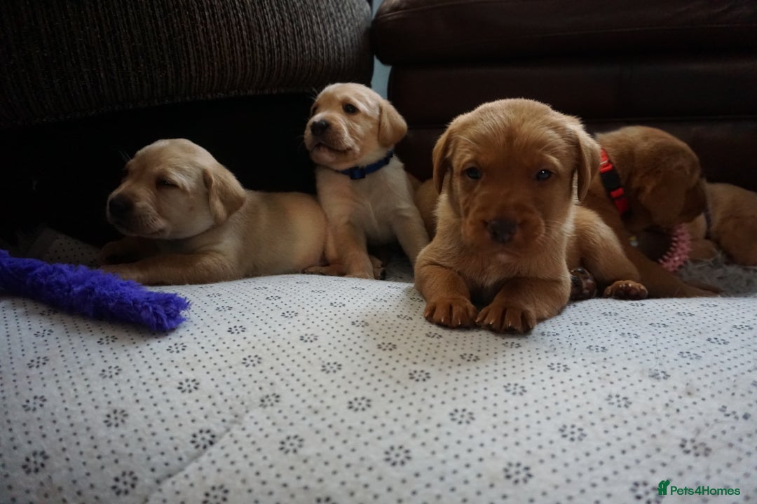 Labrador Retriever dogs for sale: READY NOW Stunning Fox red Labrador puppies - Advert 1