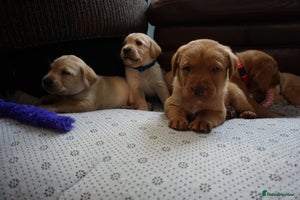 Labrador Retriever dogs READY NOW Stunning Fox red Labrador puppies - Advert 3
