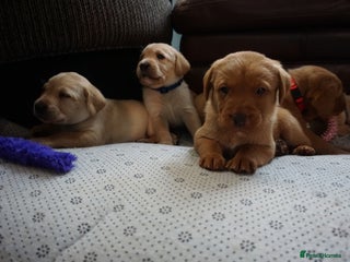 Labrador Retriever dogs for sale: READY NOW Stunning Fox red Labrador puppies - Advert 1