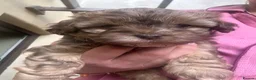 Mixed Breed dogs for sale: Shih poo poddle mix  - Advert 4