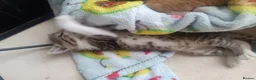 Mixed Breed cats for sale: Litter of 5 kittens  - Advert 3