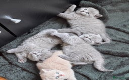 British Shorthair cats for sale: 🌟 Adorable British Shorthair Kittens – Ready! 🌟 - Image 19