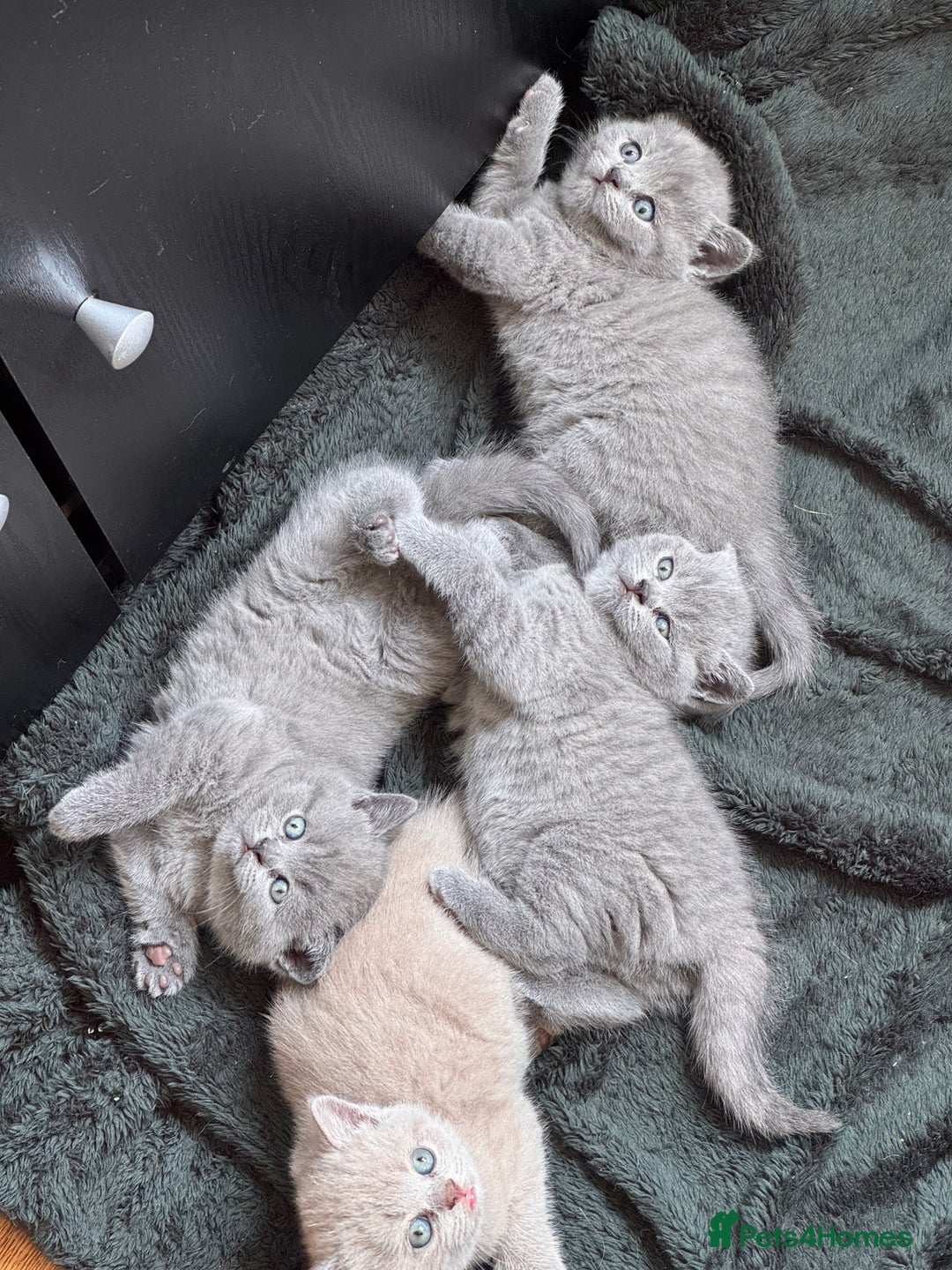 British Shorthair cats for sale: 🌟 Adorable British Shorthair Kittens – Ready! 🌟 - Image 19