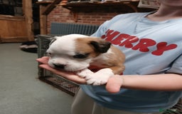 Boxer dogs for sale: Kc registered bob and tailed boxer puppies - Image 11