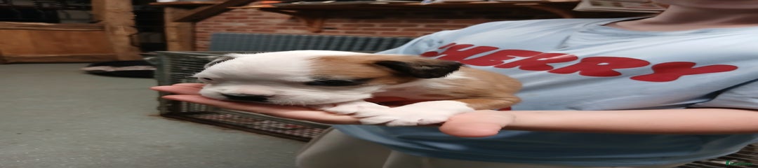 Boxer Puppy 2