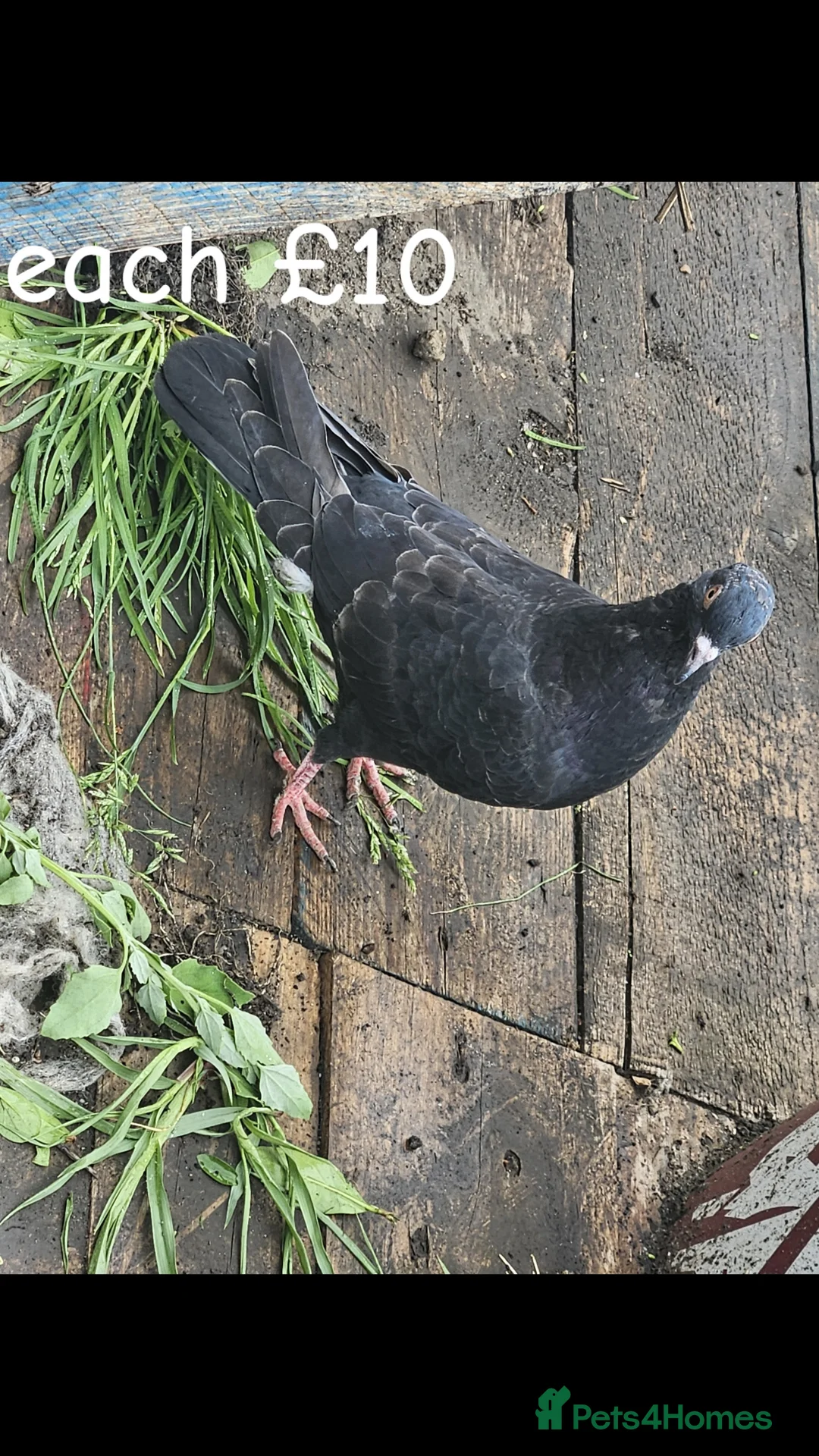 Pigeons birds for sale: pigeon for sale - Advert 3