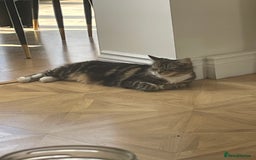 Mixed Breed cats for sale: Beautiful European tabby female cat - Image 7