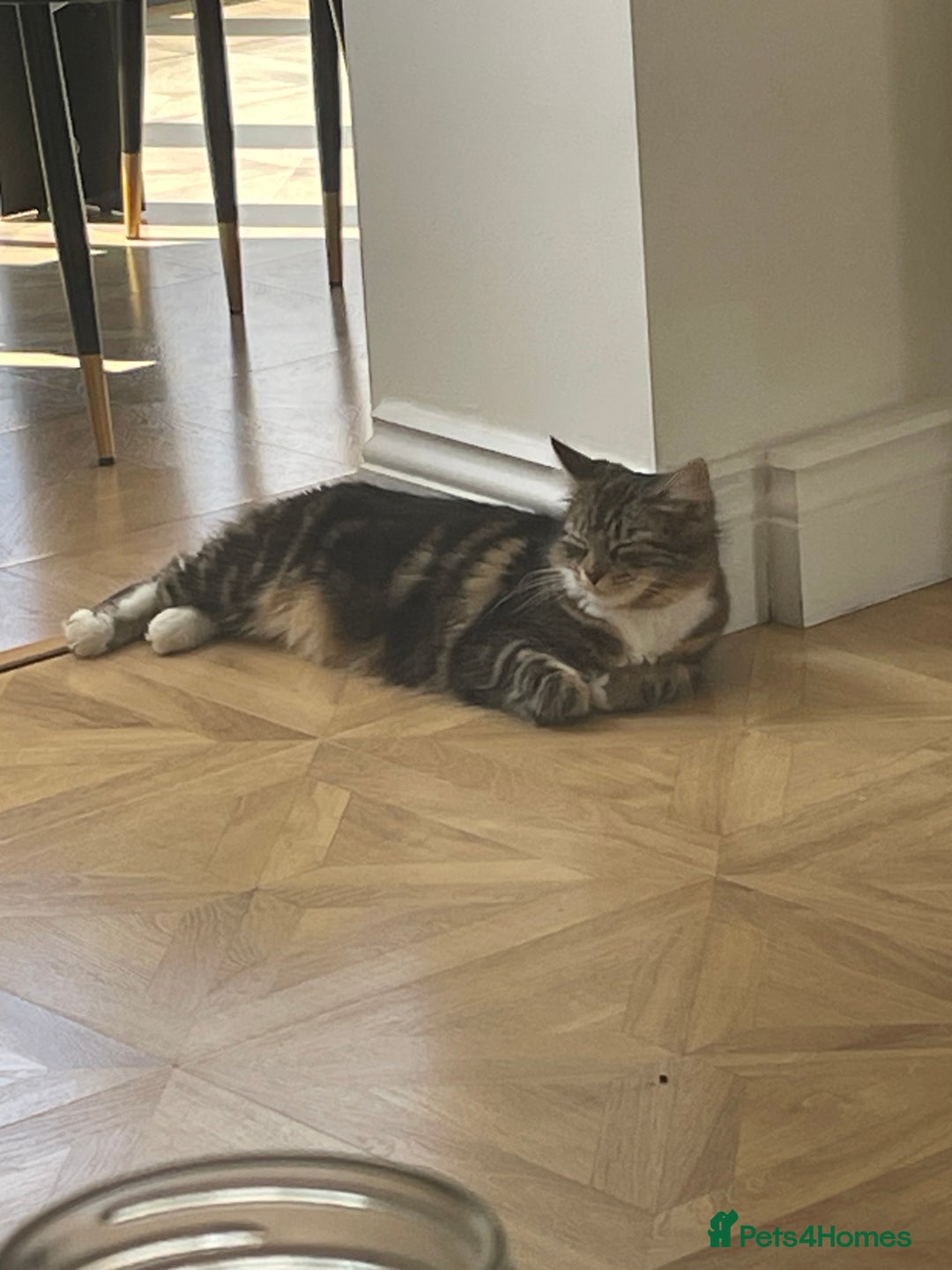Mixed Breed cats for sale: Beautiful European tabby female cat - Image 7
