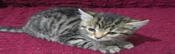 Bengal cats for sale: Last bengal mix kitten left  - Advert 2