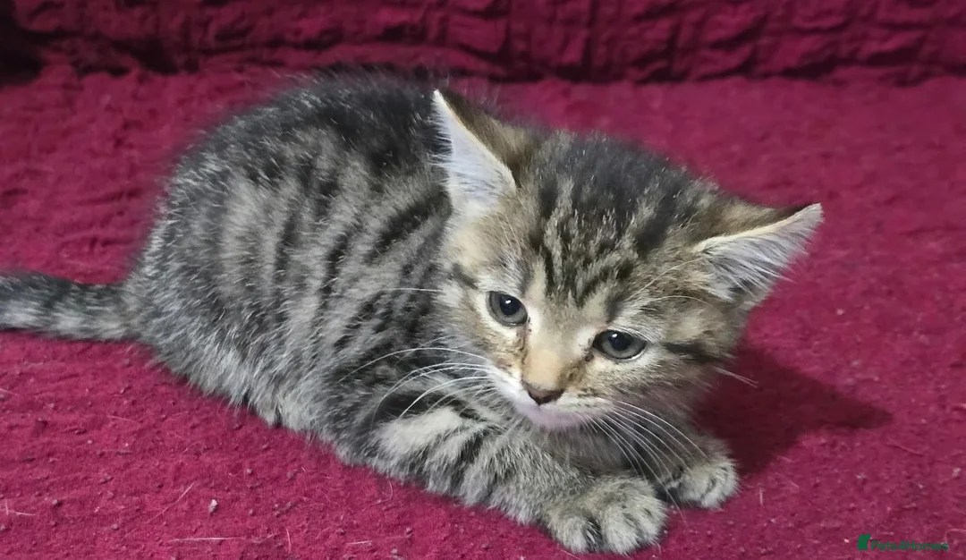 Bengal cats for sale: Last bengal mix kitten left  - Advert 2