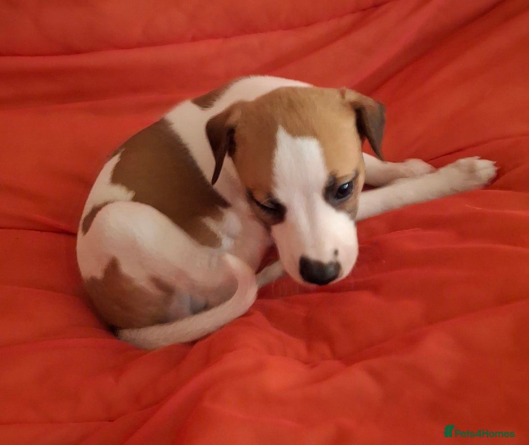 Whippet dogs for sale: KC Particolour Whippet Puppies - Image 2