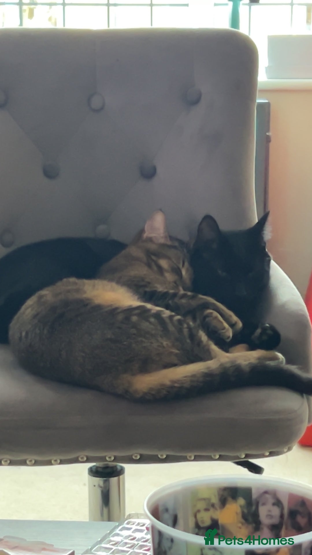 Mixed Breed cats for sale: Mischief and Storm - Advert 3