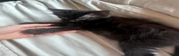 Maine Coon cats for sale: Mainecoon mix kittens in Catterick Garrison - Advert 12