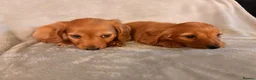 Miniature Dachshund dogs for sale: Long hair miniature dachshunds - Advert 8
