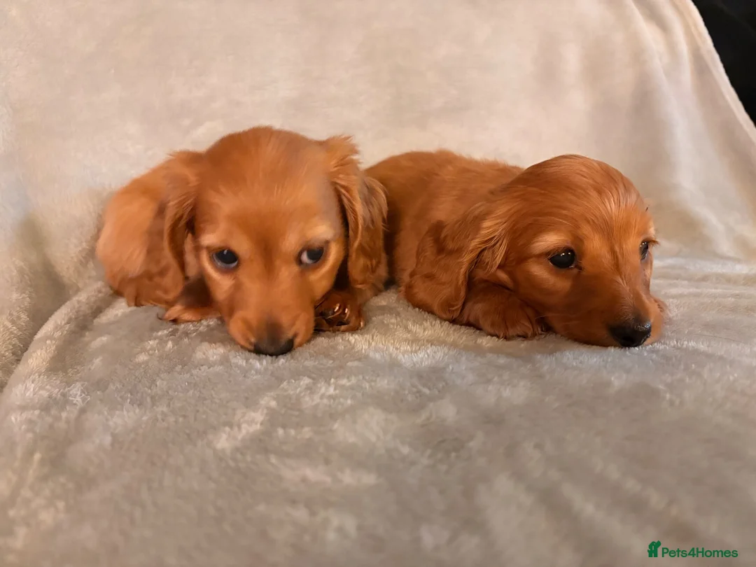 Miniature Dachshund dogs for sale: Long hair miniature dachshunds - Advert 8