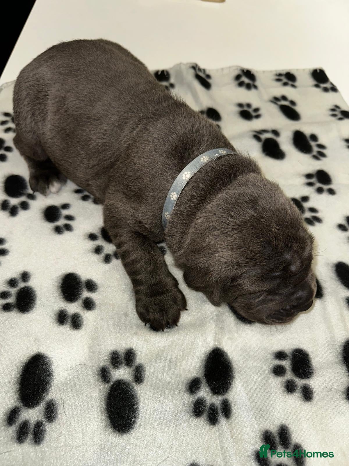 Cane Corso dogs for sale: Cane corso puppies  - Advert 12