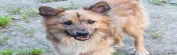Mixed Breed dogs for adoption: Balto in Tonypandy - Advert 3