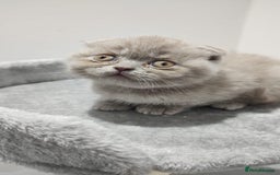 Scottish Fold cats for sale: Scottish fold / straight kittens for sale  - Image 7