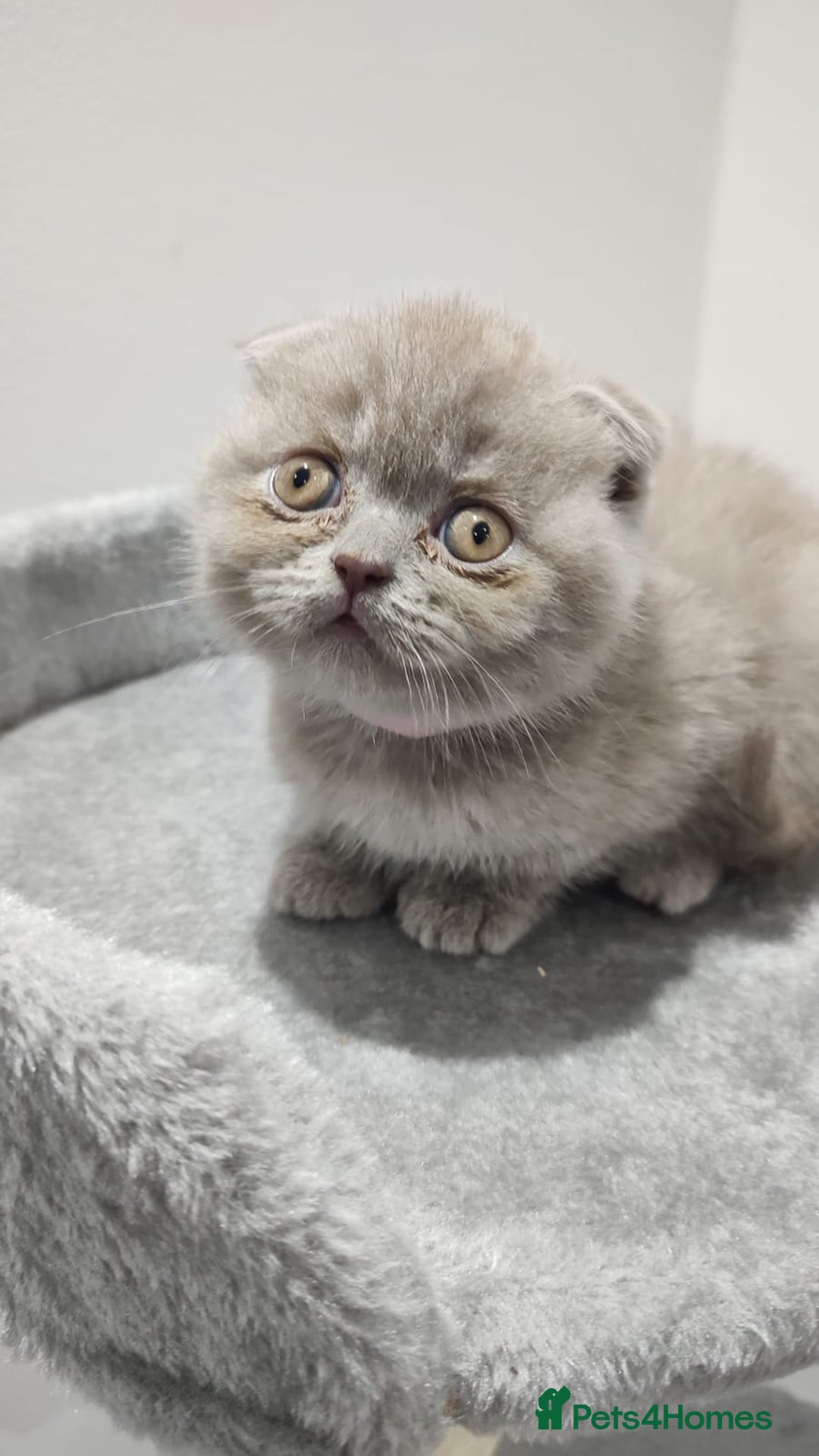 Scottish Fold cats for sale: Scottish fold / straight kittens for sale  - Image 7