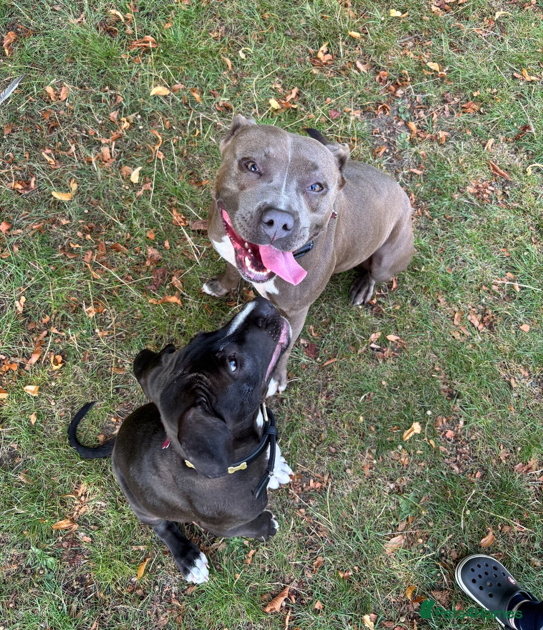 Staffordshire Bull Terrier dogs for sale: Quality Blue Health Tested  - Advert 7