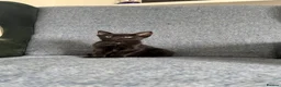 Mixed Breed cats for sale: Beautiful black female kitten🩷 - Advert 10