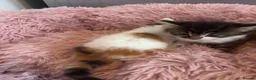 Mixed Breed cats for sale: Girl kittens - Advert 9