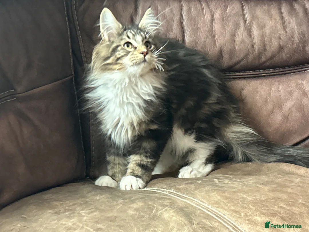 Maine Coon cats for sale: TICA Registered Maine Coon Kittens - Advert 2
