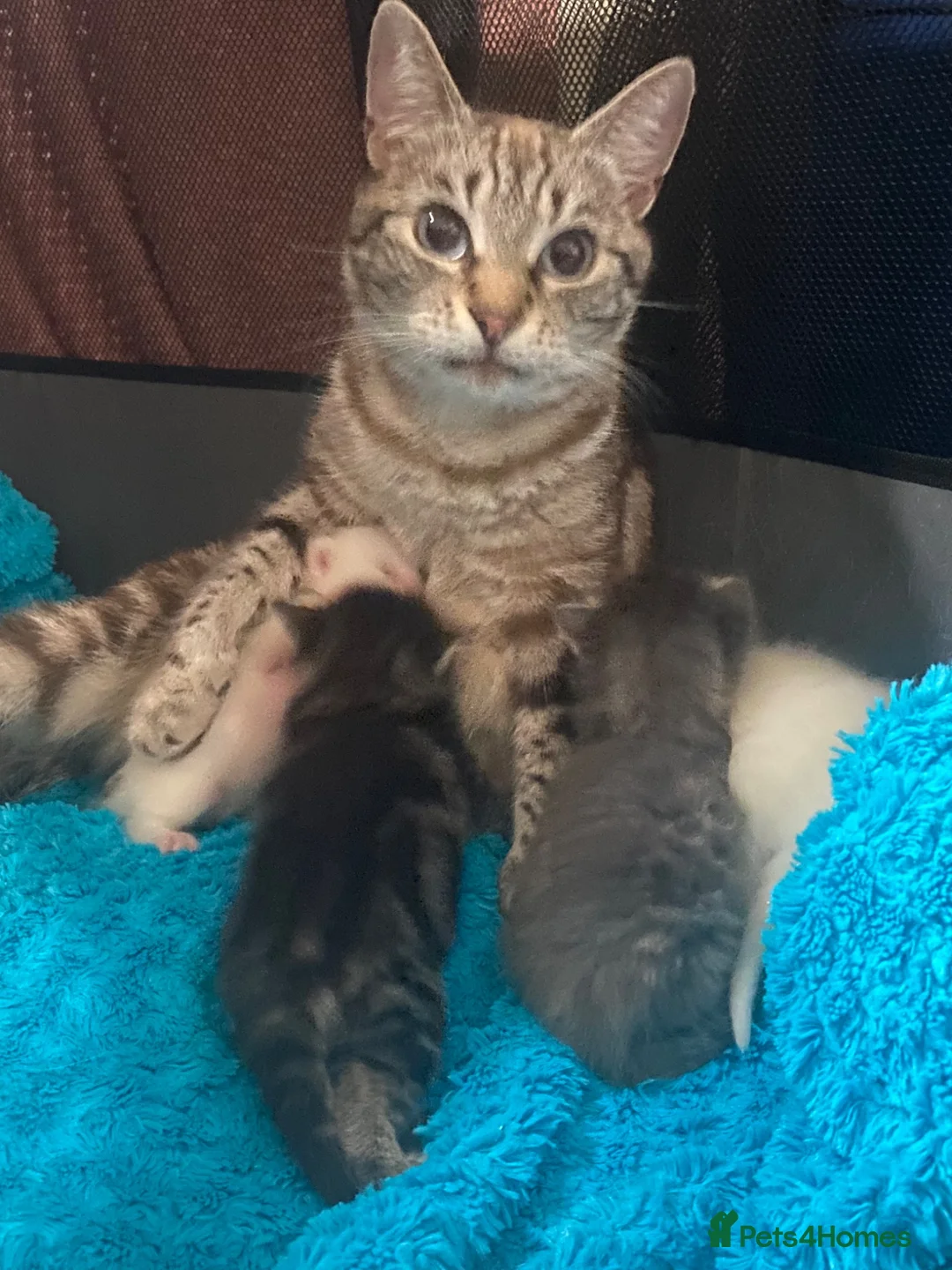 Bengal cats for sale: Bengal/khao manee kittens  - Advert 2