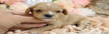 Cavapoo Puppy 6
