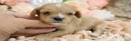 Cavapoo dogs for sale: Health Tested Cavapoo Puppies - Advert 35