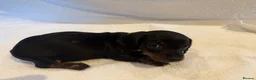 Miniature Dachshund dogs for sale: Miniature Dachshund Puppies - Advert 14