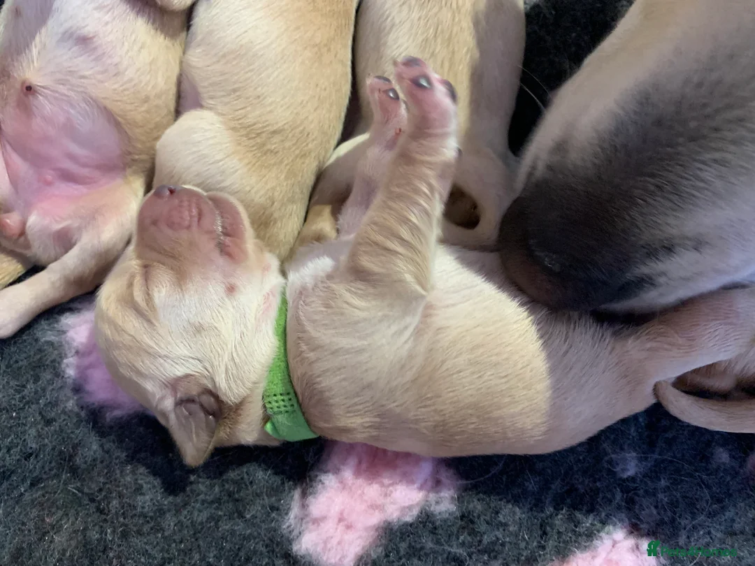 Golden Retriever dogs for sale: Golden retriever puppies due mid Jan  - Advert 10