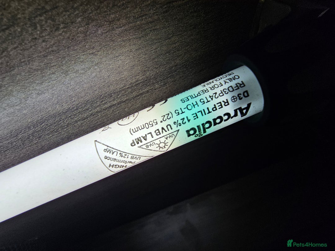 Skink reptiles for sale: Blue Tongued Skink-Male enclosure and cabnet setup - Advert 28