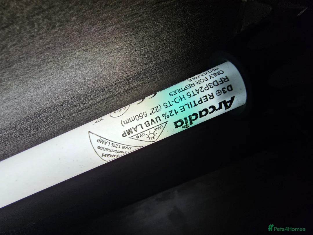 Skink reptiles for sale: Blue Tongued Skink-Male enclosure and cabnet setup - Advert 28