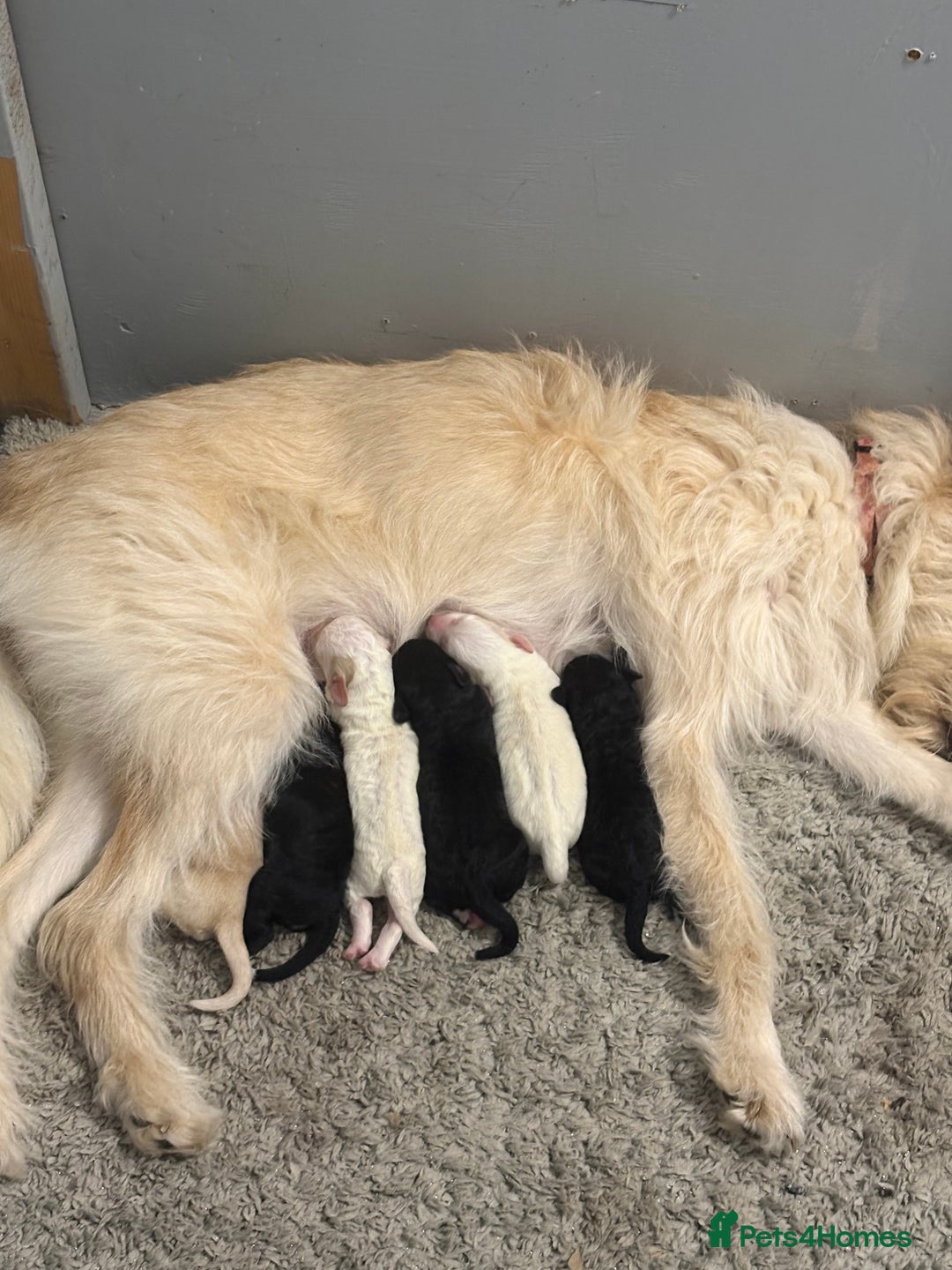 Cockapoo dogs for sale: Cockapoo puppies  - Advert 14