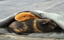 Guinea Pig rodents for sale: 2 Male Guinea Pigs - Advert 1