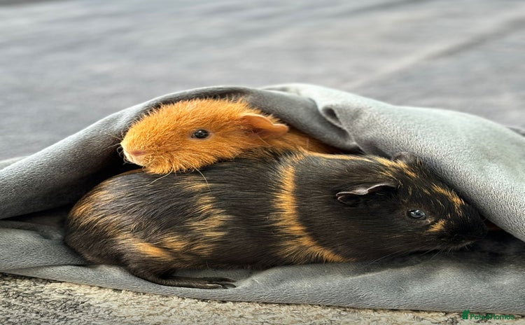 Guinea Pig rodents 2 Male Guinea Pigs - Advert 1