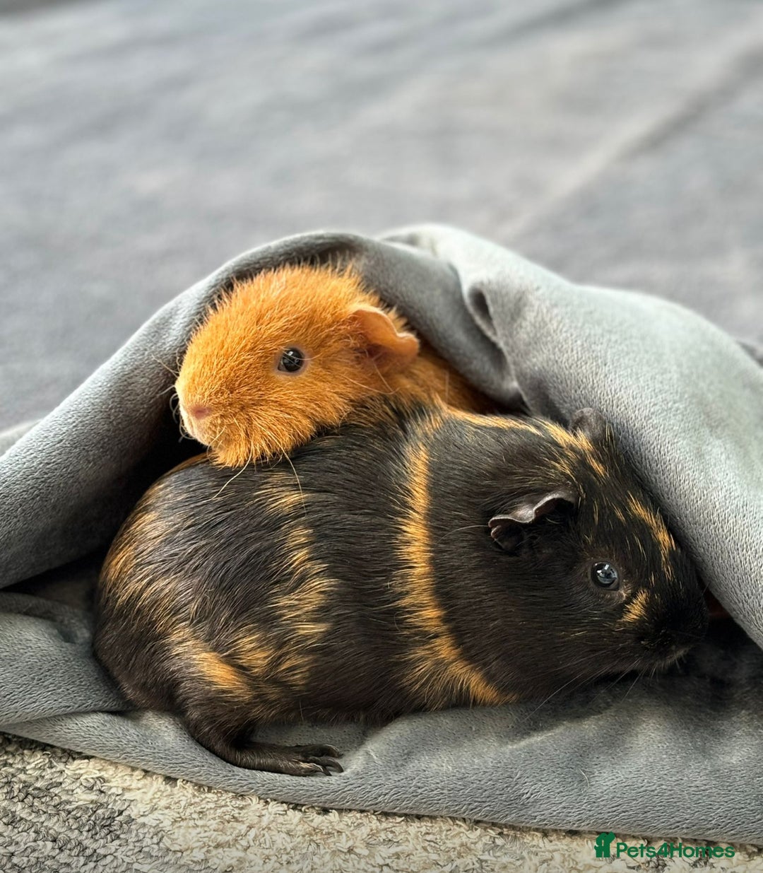 Guinea Pig rodents for sale: 2 Male Guinea Pigs - Advert 1