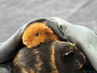 Guinea Pig rodents 2 Male Guinea Pigs - Advert 1