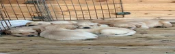 Labrador Retriever dogs for sale: Labrador puppys - Advert 9