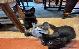 Domestic Shorthair cats for sale: 4 kittens, ready to go - Image 1