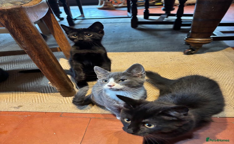 Domestic Shorthair cats - Advert 13
