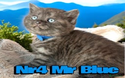 Scottish Fold cats for sale: 5 Full Pedigree Scottish Fold/Straight Kitens - Image 6