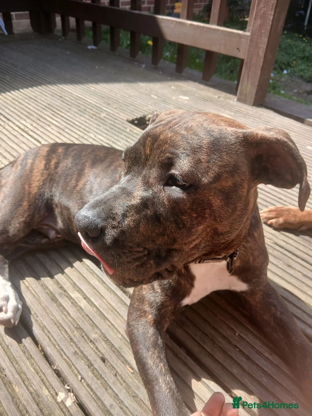 Mixed Breed dogs for sale: De ** ter in Spennymoor - Advert 4