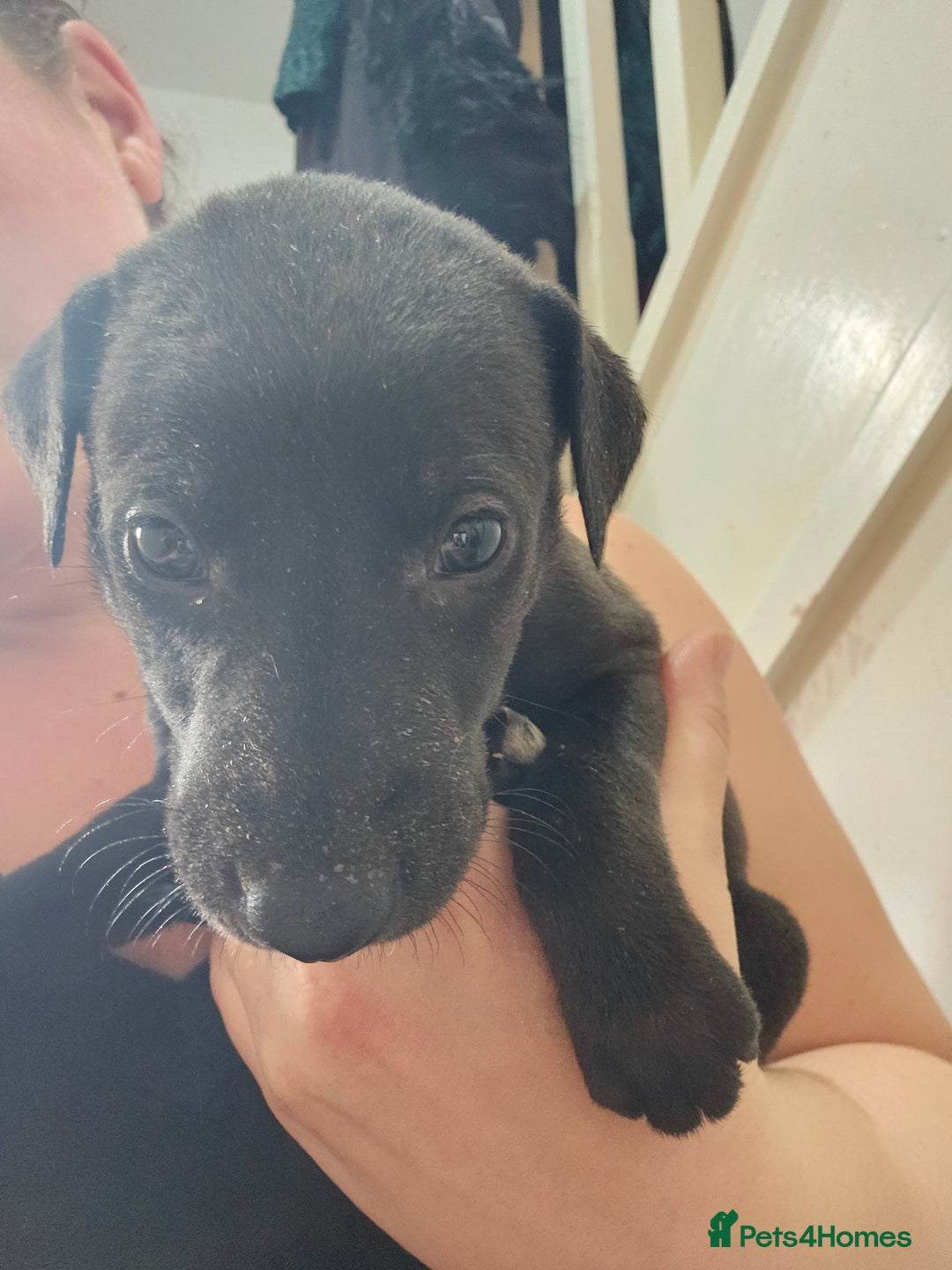 Lurcher dogs for sale: Lurcher puppies  - Advert 13