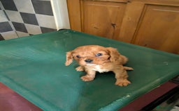 Cavalier King Charles Spaniel dogs for sale: Stunning Deep Ruby Cavalier king Charles puppies  - Image 31