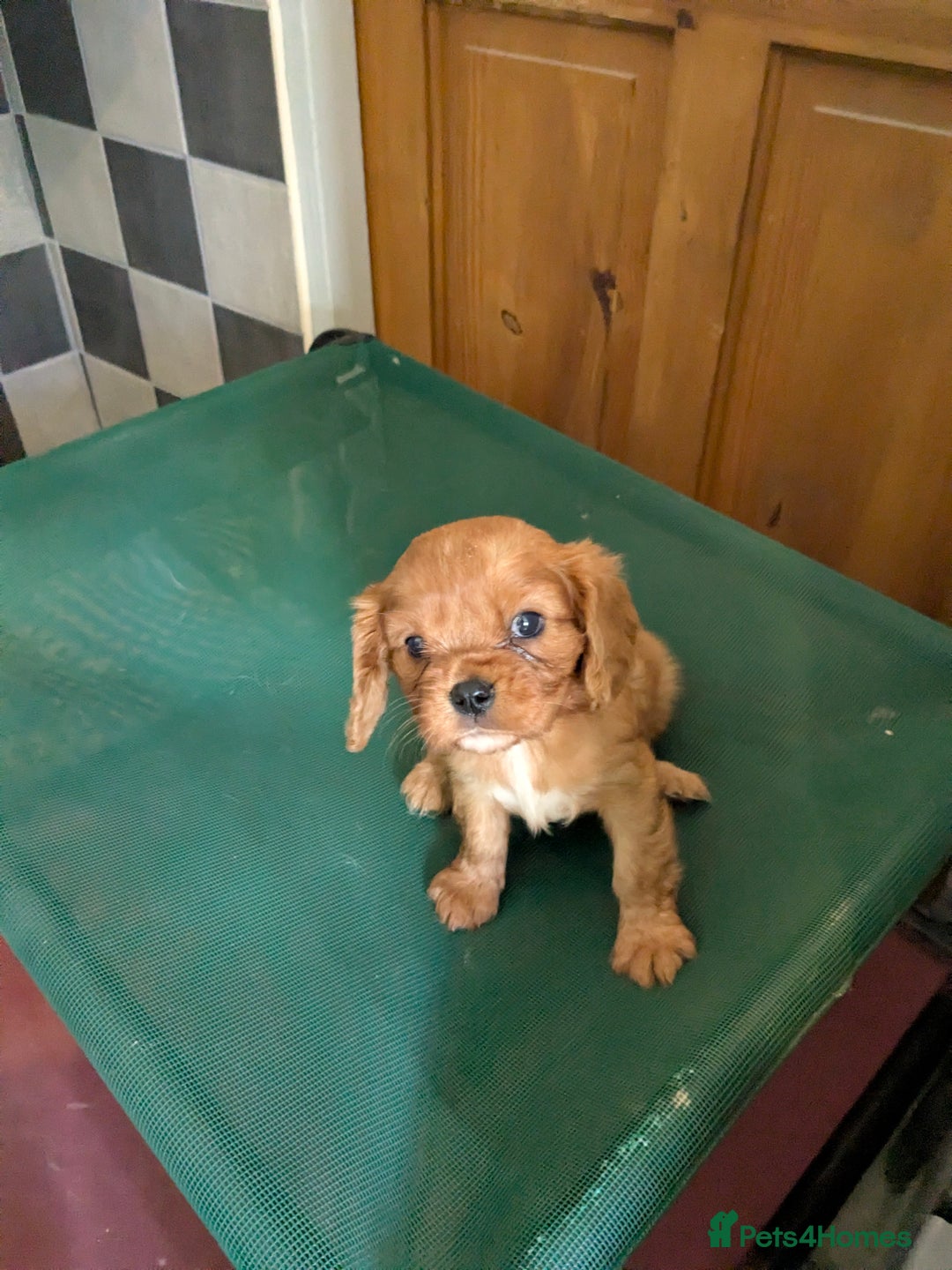 Cavalier King Charles Spaniel dogs for sale: Stunning Deep Ruby Cavalier king Charles puppies  - Image 31